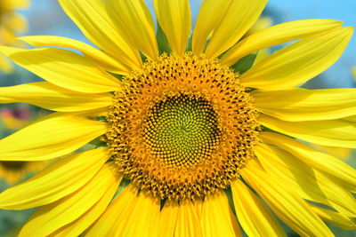 Close-up of sunflower. yellow sunflower blossom close up view