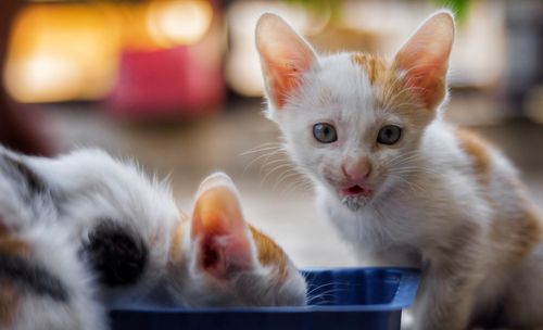 Close-up of cat drinking water