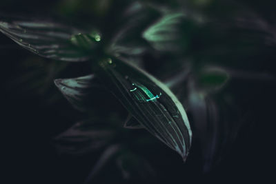 Close-up of insect on leaf