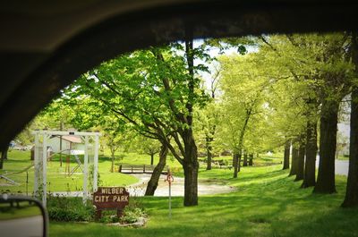 Trees in park