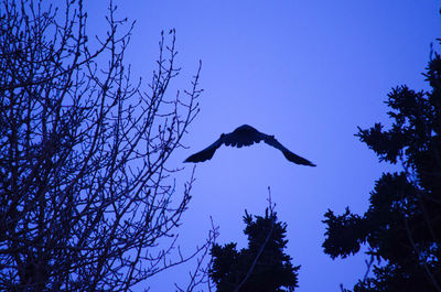 Low angle view of silhouette birds flying against blue sky