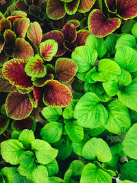 leaf