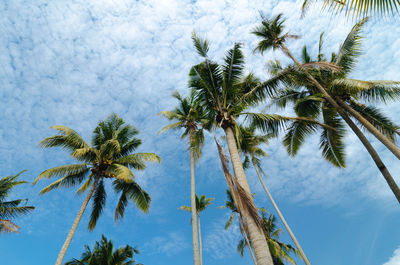 Low angle view of coconut palm tree against cloudy sky