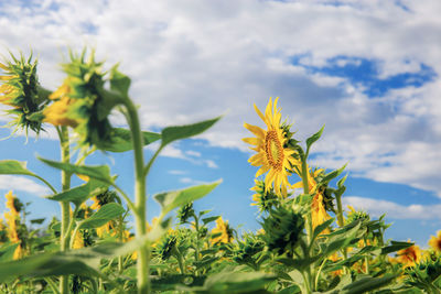 Close-up of yellow flowering plant against sky