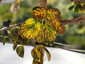 Close-up of yellow leaves against blurred background