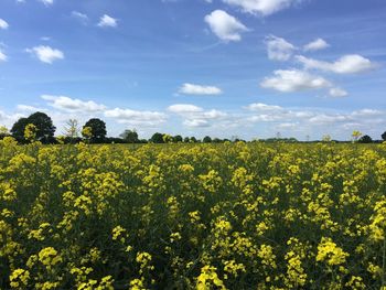 Scenic view of oilseed rape field against sky