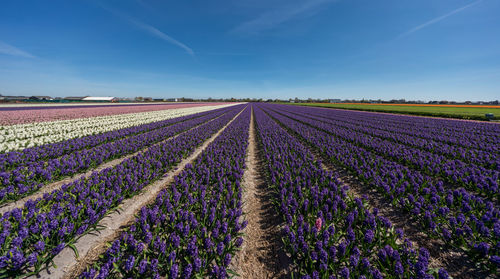 Full frame shot of flowering plants on field against sky