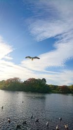 Seagulls flying over lake against sky