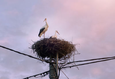 Low angle view of bird perching on nest against sky