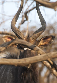 African kudu