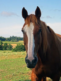 A horse head with large and detailled pink white spot. shooted against the country side close-up