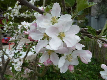 Close-up of fresh white flowers