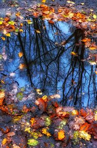 Close-up of maple leaves on tree in forest during autumn