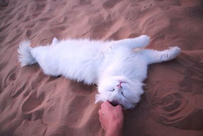 Cropped hand holding white cat on sand in desert
