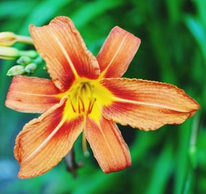 Close-up of day lily blooming outdoors