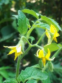 Close-up of yellow flowering plant