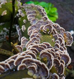 Close-up of mushrooms growing on tree trunk