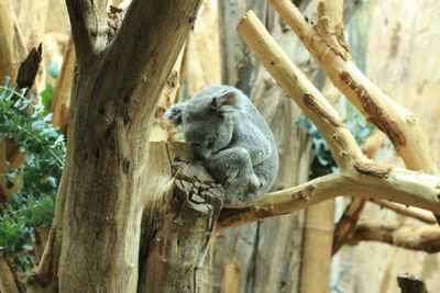 Squirrel on tree trunk