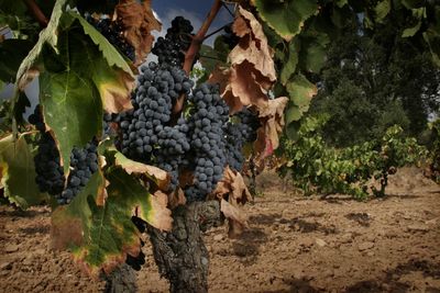 Grapes growing in vineyard