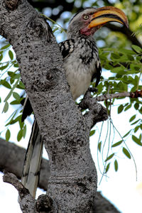 Low angle view of bird perching on tree