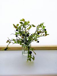 Close-up of plant against white wall