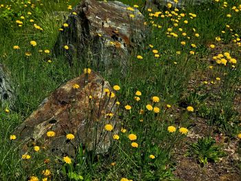 High angle view of yellow flowering plants on land