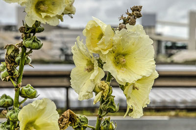 Hollyhocks in an urban environment