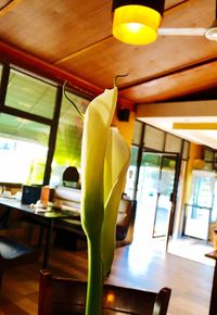 Close-up of yellow flower in vase on table