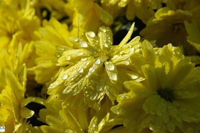 Close-up of yellow flowers blooming outdoors
