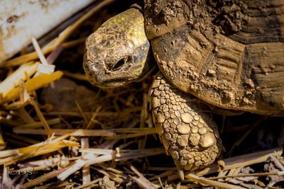 Close-up of tortoise