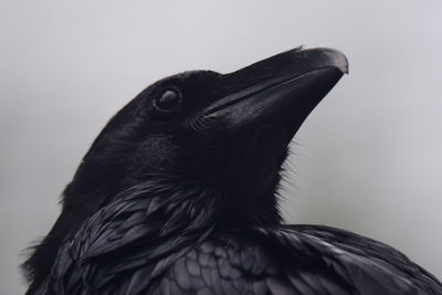 Close-up of a bird looking away