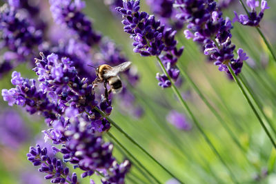 Close-up of bee pollinating on lavender