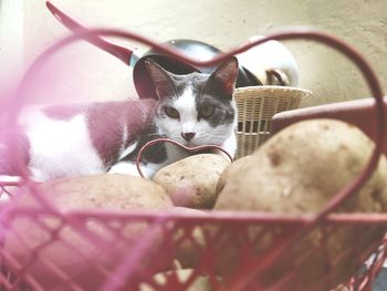 Cat in basket with potatoes