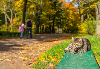 Cat on a green bench licking its paw while man with his daughter passing by in blurred background