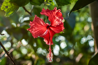 Hibiscus rosa-sinensis, known colloquially as chinese hibiscus, is a species of tropical hibiscus