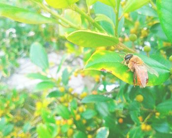 Honey bee perching on flower