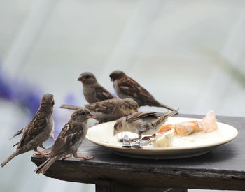 Close-up of birds eating food