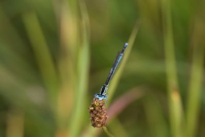 Close-up of dragonfly on plant