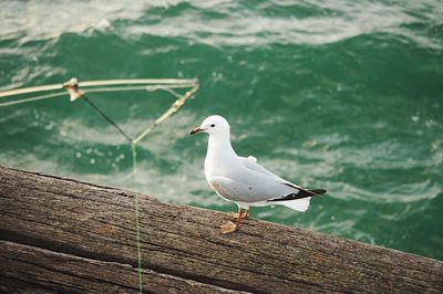 Seagull perching on wall