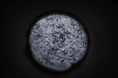 Close-up of leaf against black background