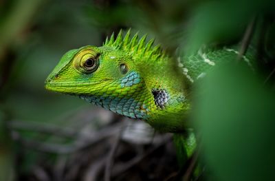 Close-up of green lizard