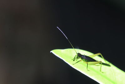 Close-up of insect on leaf