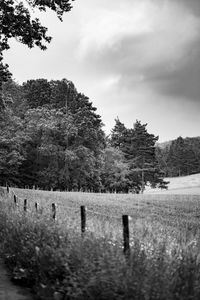 Trees on field against sky