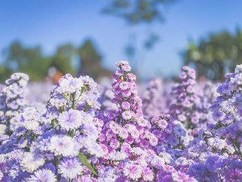 Close-up of pink flowering plants on field