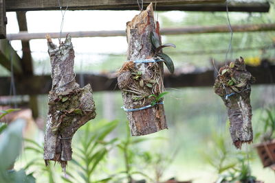 Close-up of crab hanging on tree