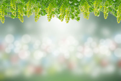 Close-up of fresh green plant