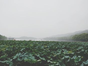 Scenic view of agricultural field against clear sky