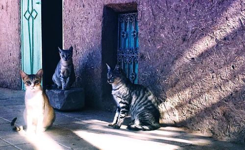 Cats sitting in a building