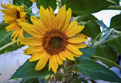 Close-up of sunflower