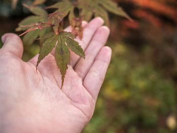 Close-up of hand holding plant